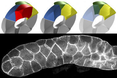 <p>Reconstrucción 3D de células formando un tubo con escutoides, y ejemplo de epitelio curvado (glándula salival de Drosophila). / US et al.</p>