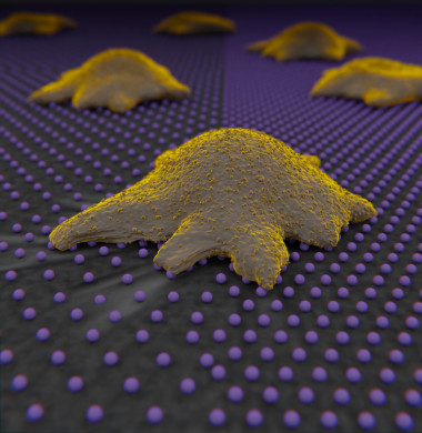 <p>Célula reconociendo las nanopartículas de oro / IBEC</p>