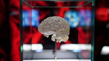 <p>La metástasis cerebral de los pacientes con algún cáncer de tipo nefrourológico ha aumentado. / <a href="https://flic.kr/p/MEt6ok" target="_blank">Fundación Cajasol</a></p>