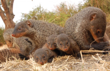 <p>Los cachorros de mangosta pueden ocultar su identidad para evitar el ataque de los adultos con los que no tienen vínculos. / Harry Marshall</p>