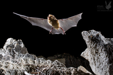 <p>El carácter sagrado que muchas sociedades han otorgado a las grutas ha sido, en general, beneficioso para la biodiversidad. Este era el caso de la isla de Madagascar. / Adrià López-Baucells </p>