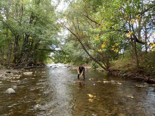 <p>El investigador<strong> </strong>Ibon Aristi en el río Segre. / Ibon Aristi</p>