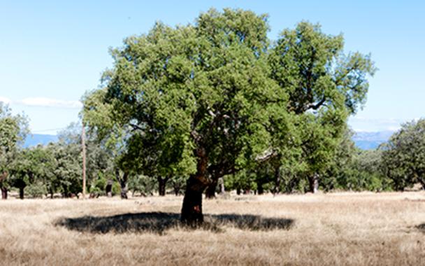 <p>La parte superior de la hoja es siempre mojable, tiene adherencia por las gotas y puede absorber el agua. / UPM</p>