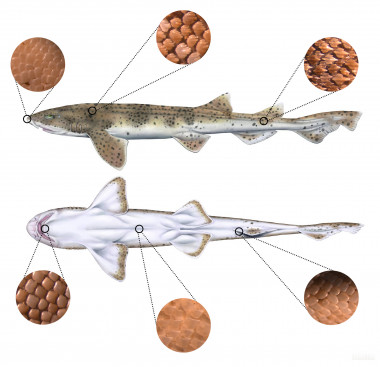 <p>Esquema de un pequeño tiburón (<em>Scyliorhinus stellaris</em>) mostrando la escamación de distintas regiones corporales / Hugo Salais (HS Scientific Illustration).</p>