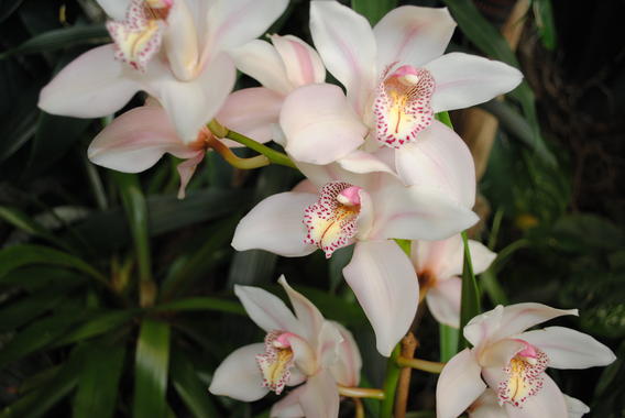 <p>La hibridación interespecífica es muy común en orquídeas con fines ornamentales. Imagen: Gonzalo Peral.</p>