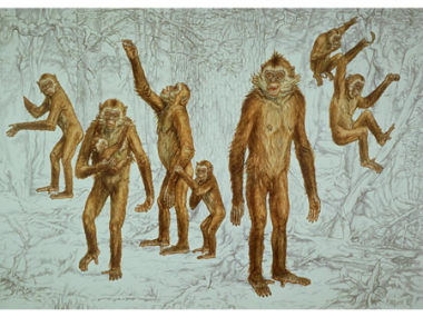 <p>Reconstrucción del primate hominoideo <em>Oreopithecus bambolii / </em>Pavel Major / ICP</p>