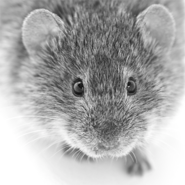 <p>Topillo campesino, portada de la revista <em>PLOS Pathogens</em> /Juan José Luque-Larena</p>