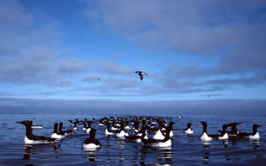 <p>Araos comunes en el archipiélago Svalbard. / <a href="https://commons.wikimedia.org/wiki/File:Uria_aalge_1_9.jpg" target="_blank">Wikipedia </a></p>