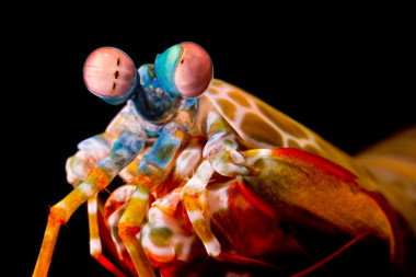 <p>Las gambas mantis usan la rotación de sus ojos para mejorar su visión polarizada. / Michael Bok/University of Lund</p>