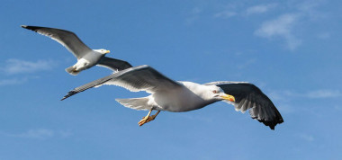 <p>Las heces de las gaviotas contienen altos niveles de la bacteria <em>E. coli</em>. / Jorg Hempel</p>
