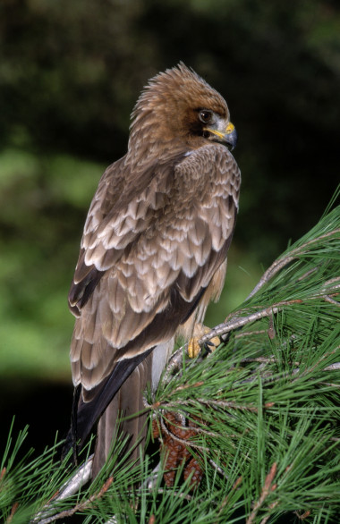 <p>El águila calzada (<em>Aquila pennata</em>) es sedentaria en las islas y migratoria en la Península Ibérica. Imagen: CSIC.</p>