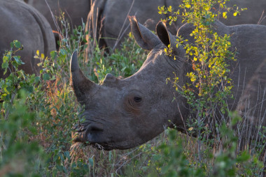 <p>Los rinocerontes como este en la Reserva Hluhluwe Game en Sudáfrica son especialmente vulnerables durante los conflictos armados, debido a la continua e ilícita demanda de cuernos. / Joshua Daskin. </p>
