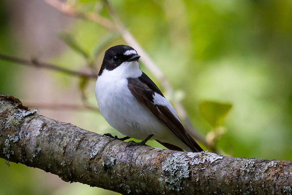 <p>Las hembras del pájaro papamoscas cerrojillo apareadas con los machos más atractivos reciben más ayuda en la cría de los polluelos. / <a href="http://www.flickr.com/photos/larsfl/7319370556/sizes/l/in/photolist-c9MFS5-diPYgy-diPX2E-38ZCpZ-tTWvN-cog65G-cgA9X3-8FnYxV-8ERVsJ-cUst8f-bDJqU3-aw27QP-aiVWGL-aq2hR3-dchAvT-dcPgyR-aSL41F-ecRJUD-oihAc-oBmJv-oJQ2J-egsnyj-9ex8e1-83cUfo-ecvtaa-ecB75w-ecB6QE-6YapAE-8JkhVi-98yvcH-5omhW-5omhP-5qjdTR-qozC1-qozEv-qozDz-qozFm-rrGbc-qozGT-tneWF-37zZj3-KkxZh-4LBztK-egnky4-oaAnQ-9qFANw-9qFBFj-8HgXjR-bVfEr8-bVfCF8-bVfCLi/" target="_blank">Larsfl</a></p>
