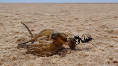 <p>
La hormiga del desierto (<em>Cataglyphis forti</em>s) no tiene problema en volver al nido marcha atrás arrastrando alimentos tan grandes como esta araña. / Matthias Wittlinger<br />
<br /> </p>