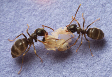 <p>Las hormigas producen ácido fórmico que puede matar el hongo, pero necesitan entrar en el cuerpo de la pupa para que realmente funcione. / Christopher Pull</p>