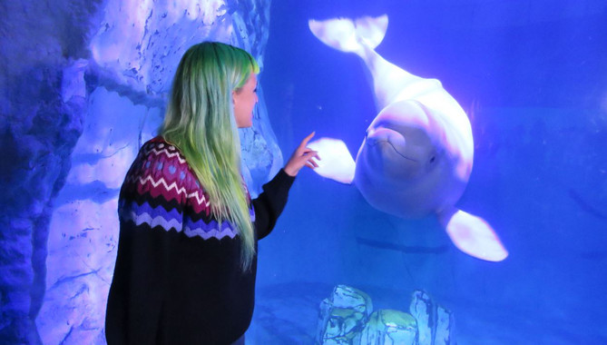 <p>La investigadora Audra Ames con Kylu. / Fundación Oceanogràfic</p>