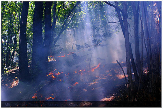 <p>Incendio. Foto: Alfio Brignoni.</p>