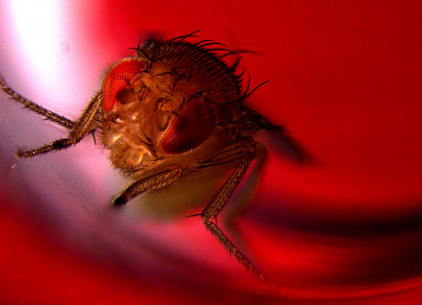 <p>Mosca de la fruta iluminada por luz roja. / Avi Jacob, BIU Microscopy unit</p>