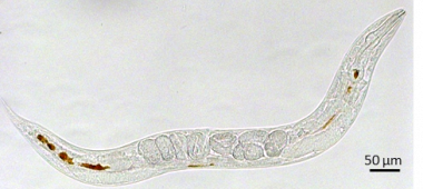 <p>Imagen del <em>C.elegans</em> mostrando las nanopartículas de óxido de hierro en su interior (en color marrón). / Sincrotrón ALBA, ICMAB</p>