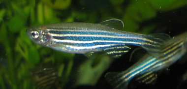 <p>Los investigadores realizaron el análisis en peces cebra adultos. En la imagen una hembra. / <a href="https://commons.wikimedia.org/wiki/File:Zebrafisch.jpg" target="_blank">Wikimedia</a> </p>
