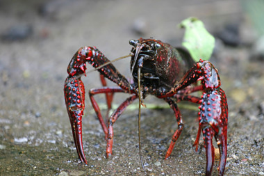 <p>El cangrejo de río americano (<em>Procambarus clarkii</em>), nativo del sur de los EE UU y del noreste de México, está entre las diez especies invasoras que causan más daños ecológicos y económicos a escala mundial / <a href="https://es.wikipedia.org/wiki/Procambarus_clarkii#/media/File:Procambarus_clarkii.jpg" title="User:MikeMurphy" target="_blank">MikeMurphy</a></p>