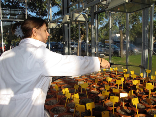 <p>María Paniw, trabajando en el invernadero de la Universidad de Cádiz. / UCA</p>