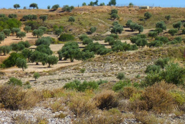 <p>Fragmentos de plantas especialistas de yesos rodeados de olivares en las inmediaciones de Chinchón (Madrid), donde se realizó el estudio / URJC</p>