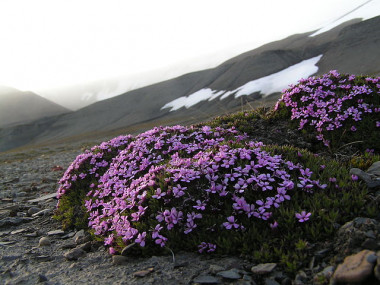 <p>Clavel rastrero, <em>Silene acaulis / </em>Wikipedia</p>