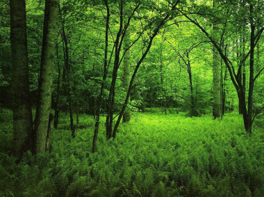 <p>Bosque de frondosas con sotobosque de helechos. / <a href="http://es.wikipedia.org/wiki/Bosque#/media/File:Bosque.jpg" target="_blank">Wikipedia</a></p>