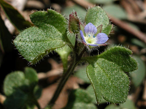 <p>Veronica hederifolia (hierba gallinera). Imagen: CSIC.</p>