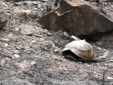 <p class=" text-left">El incendio mató al 100% de las tortugas mora (<em>Testudo graeca</em>) menores de 4 años. <a href="http://www.agenciasinc.es/imagenes/inicio/(imagen)/83662" target="_self">Imagen</a>: Andrés Giménez.</p>