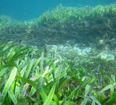 <p>Pradera de <em>Posidonia australis</em>. / Gary A. Kendrick</p>