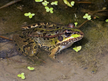 <p>Rana común (<em>Pelophylax perezi</em>). / Ángel Ruiz Elizalde.</p>