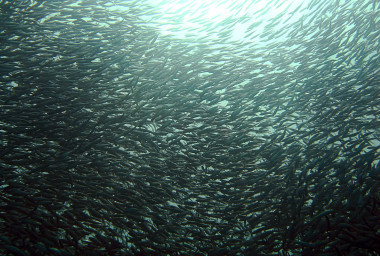 <p>Las sardinas y las anchoas –con una distribución típicamente más subtropical– han aumentado su presencia en el mar del Norte, incluso entrando en el mar Báltico. / Wikipedia</p>
