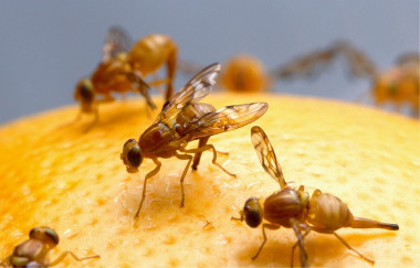 <p>Moscas de la fruta encima de una naranja / Pixabay</p>
