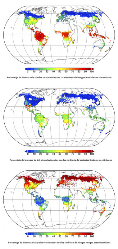 <p>A la izquierda se pueden apreciar los mapas que han elaborado. Arriba el porcentaje de biomasa  de árboles relacionados con la simbiosis de hongos micorrízicos arbusculares. En el centro las simbiosis con bacterias fijadoras de nitrógeno. Abajo el porcentaje de biomasa arbórea relacionada con las simbiosis de hongos ectomicorrizicos / MNCN</p>