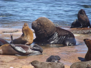 <p>La dieta y el papel ecológico de los grandes vertebrados marinos del extremo meridional del continente americano difieren notablemente de como eran originariamente. / Massimiliano Drago (UB-IRBio)</p>