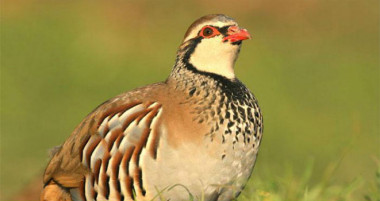 <p>Perdiz roja (<em>Alectoris rufa</em>). / CSIC.</p>