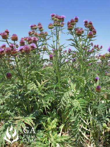 <p>Cultivo de cynara en el mes de julio. / MD Curt- Grupo de Agroenergética</p>