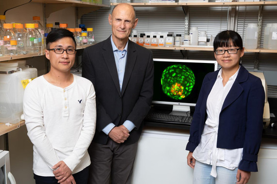 <p>De izquierda a derecha los investigadores Ronghui Li, Juan Carlos Izpisúa y Cuiqing Zhong. / Salk Institute</p>