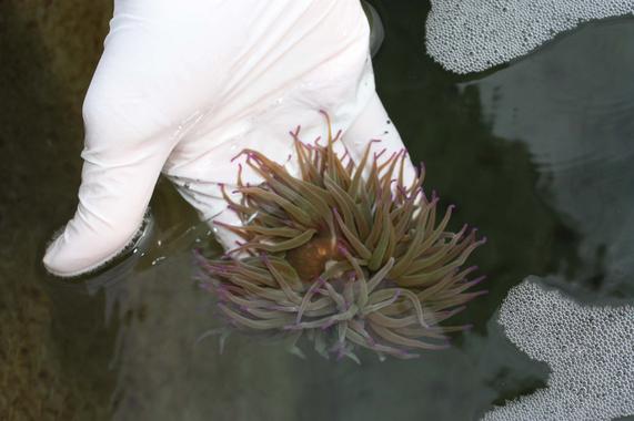 <p>‘Ortiguilla de mar’, cultivada en cautividad por la <em>spin off</em> de la UGR iMare Natural S.L. / UGR.</p>