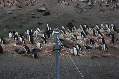 <p>Una cámara observa parte de una colonia de pingüino barbijo, <em>Pygoscelis antarcticus</em> / Andrés Barbosa</p>