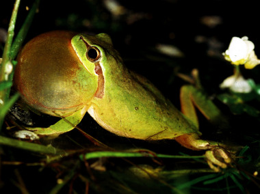 <p>Ranita meridional (<em>Hyla meridionalis</em>). / Isabel Catalão.</p>