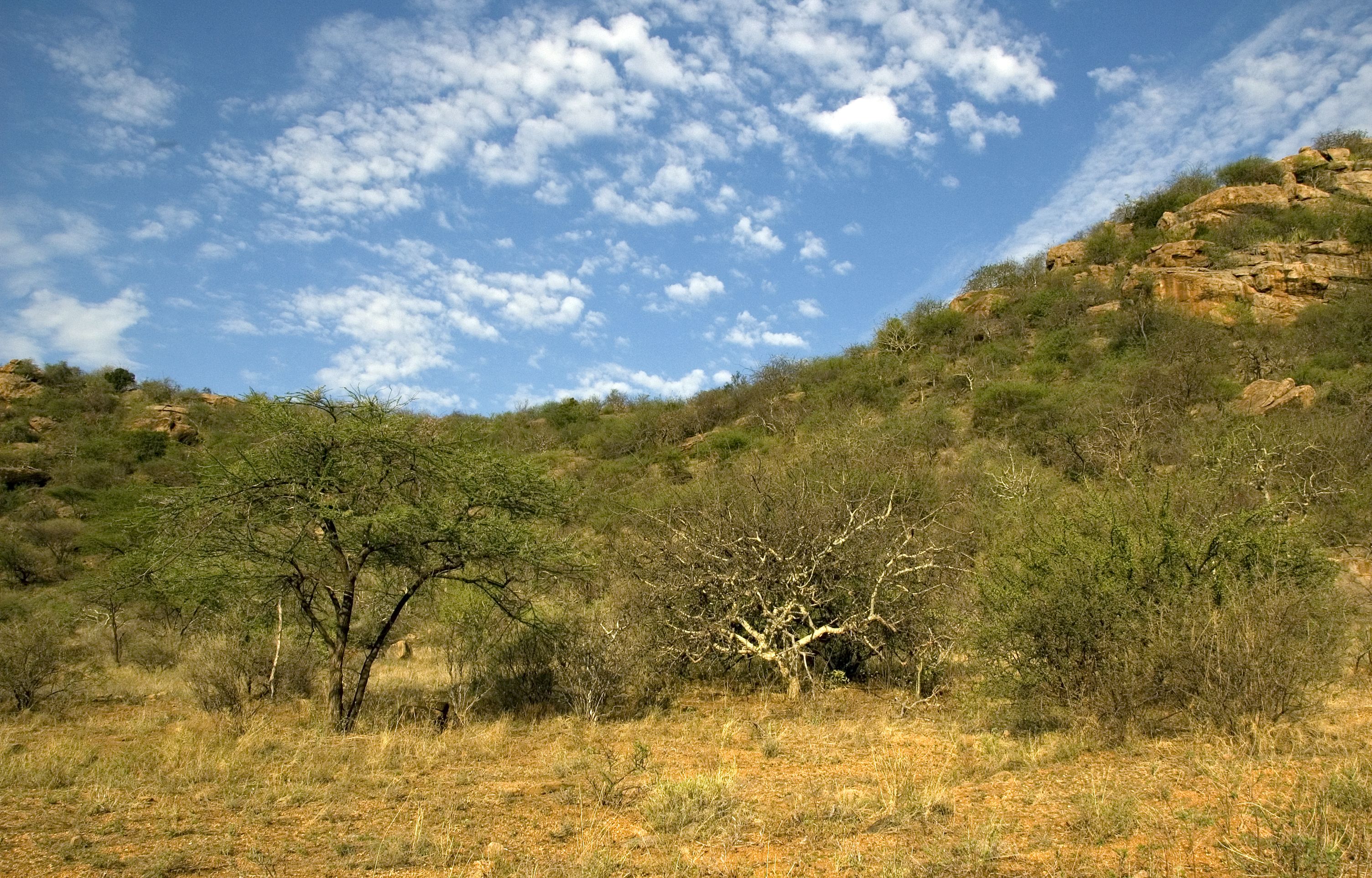 Los arbustos en zonas áridas generan ecosistemas más diversos Los arbustos en zonas áridas generan ecosistemas más diversos