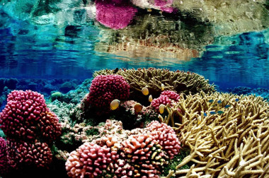 <p>Los arrecifes de coral son ecosistemas vivos que pueden recuperarse si se gestionan correctamente. / <a href="https://pixabay.com/es/recife-arrecife-de-coral-mar-marina-1690647/" target="_self">Pixabay</a></p>