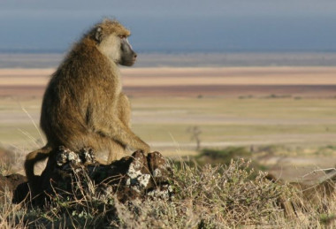 <p>Algunos babuinos macho cometen violencia doméstica cuando llegan a un nuevo grupo donde las hembras fértiles son escasas. / Catherine Markham, Stony Brook University</p>