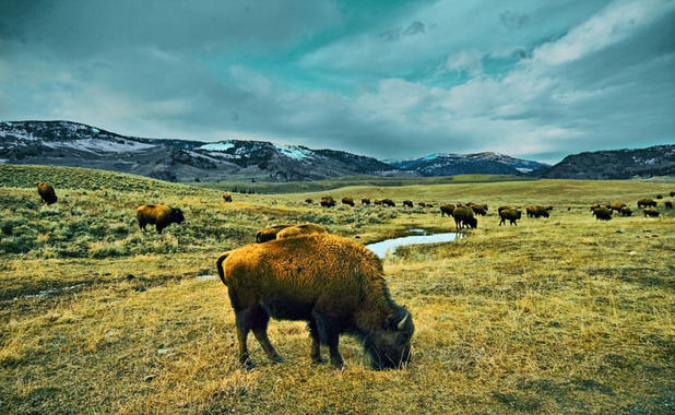 <p><a href="http://plataformasinc.es/index.php/esl/imagenes/inicio/(imagen)/46134" target="_self">Bisonte americano</a> (<em>Bison bison</em>). Foto: SigmaEye.</p>
