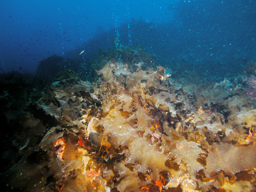 <p>Bosques de <em>Laminaria rodriguezii</em> en las surgencias de dióxido de carbono. / C. Linares et al.</p>