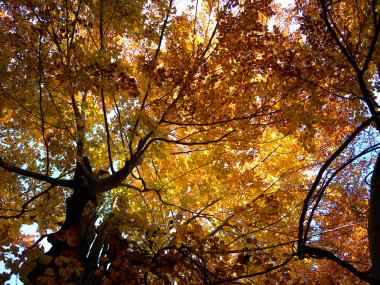 <p>Los bosques gestionados tienen mayor capacidad de absorción de CO2 frente a los bosques no gestionados. Imagen: CREAF.</p>