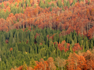 <p>Bosque mixto de coníferas y hayas. / <a href="https://commons.wikimedia.org/w/index.php?curid=7803927" target="_blank">Umberto Salvagnin from Italy - Autumn2, CC BY 2.0</a></p>